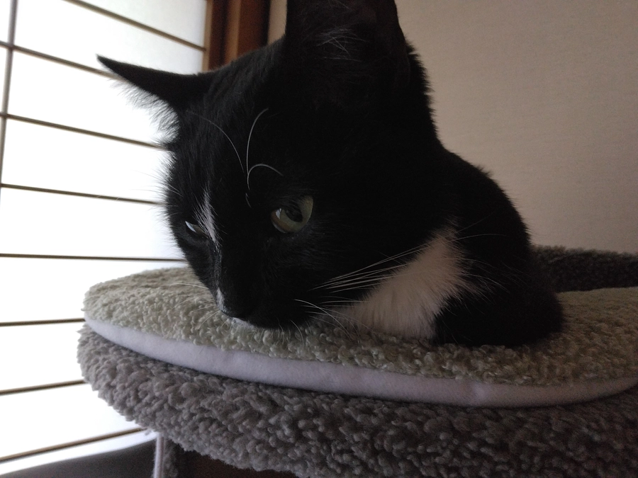 4/30はなちゃんの様子(発作あり)