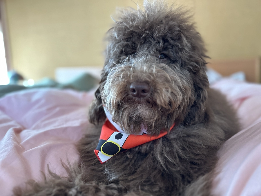 縁あって、あの幻の犬？！新しい仲間がやってきました！