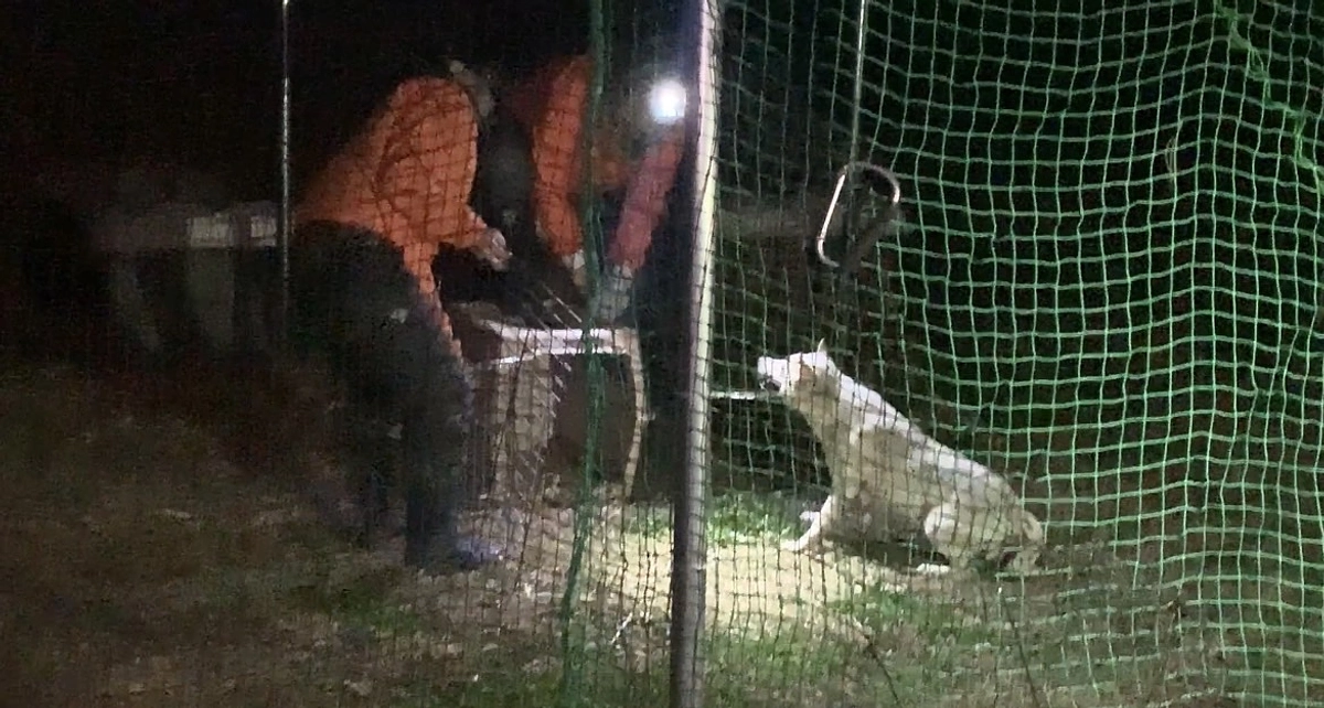 【530万円突破！】一頭。そしてまた一頭。私は捕まえ、命を繋ぎます。