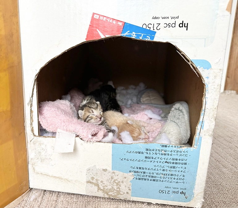 緊急保護しました