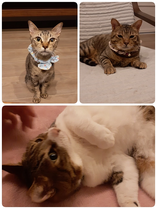 通院の【さんご君】【とらのすけ君】【あおちゃん】