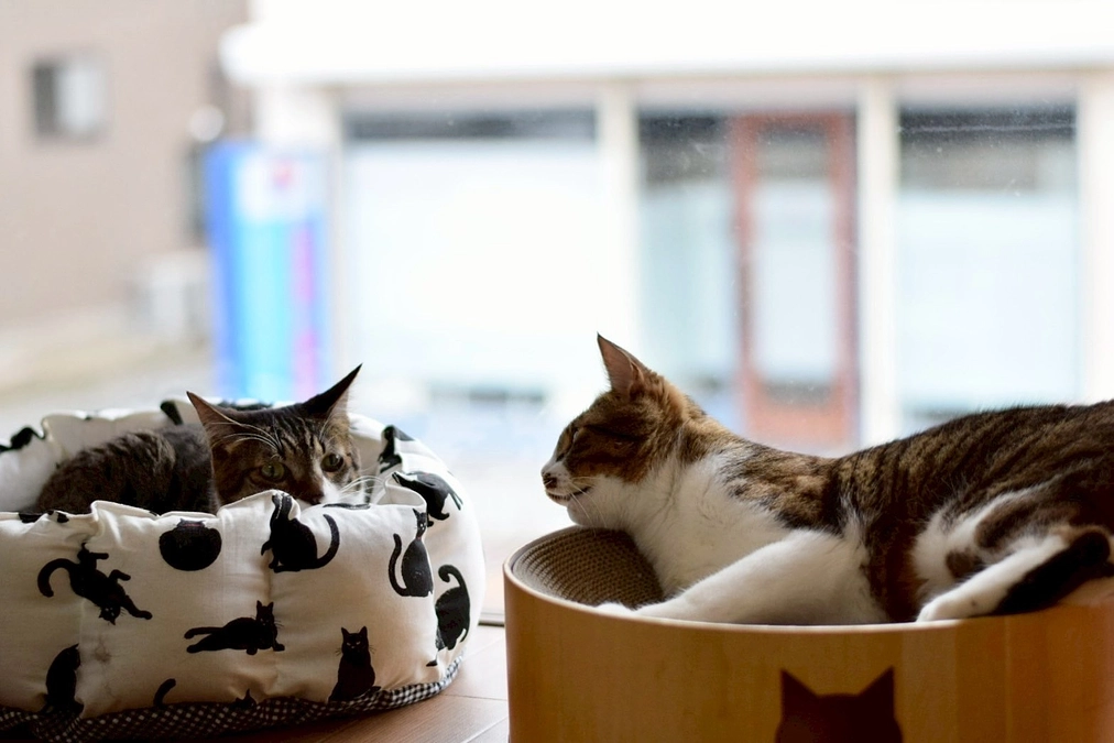 ねこまち長屋の子達は皆んな仲良さん❤️