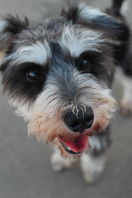 今日はトリミングDAY