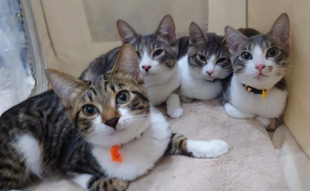 毎月応援２００００円コース