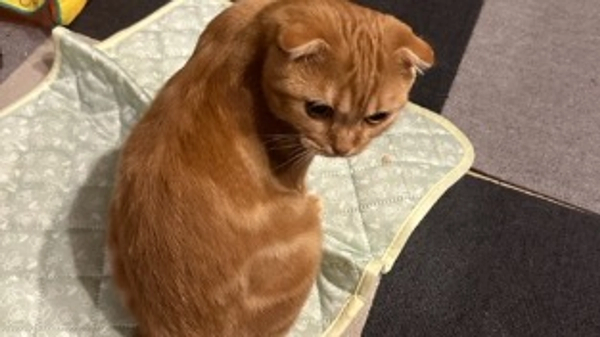 FIP経過観察15日目