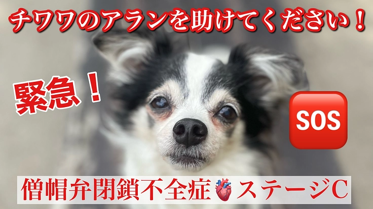 心臓病(僧帽弁不全症)の愛犬アランを助けたい！