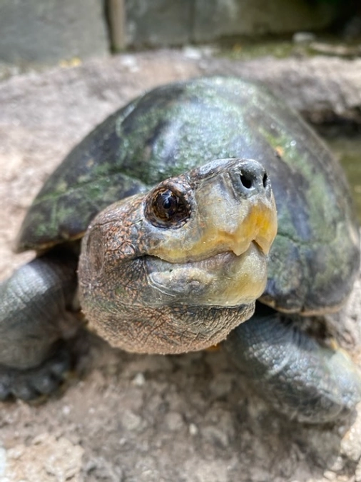 動物の口～！（カメ）