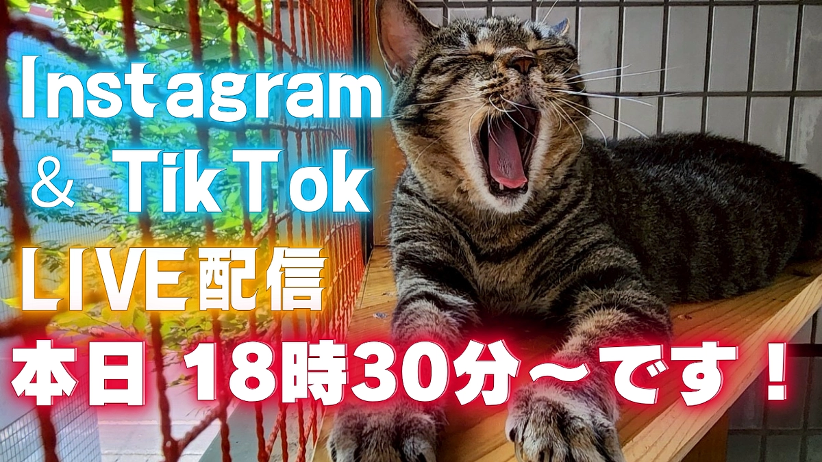 Instagram ＆ TikTokライブ配信 本日18時30分〜です！
