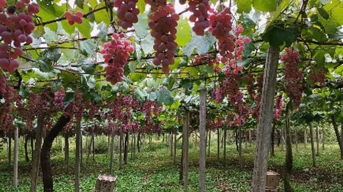 【ご報告】第二目標「450万円」達成いたしました！