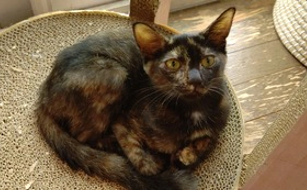 感謝のメールを送ります(リターン不要)