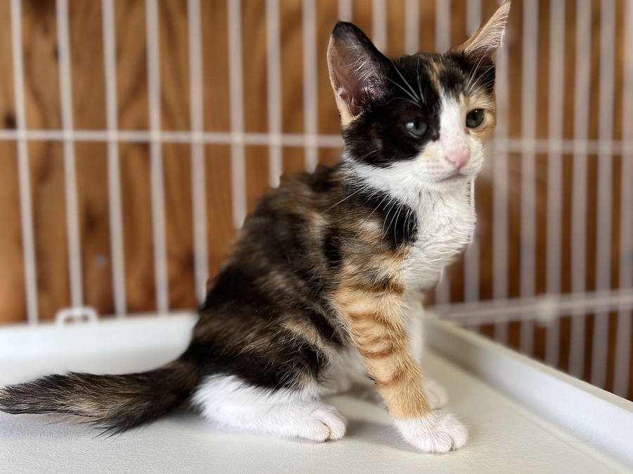 クラウドファンディングにご参加くださいました皆様へリターンの事