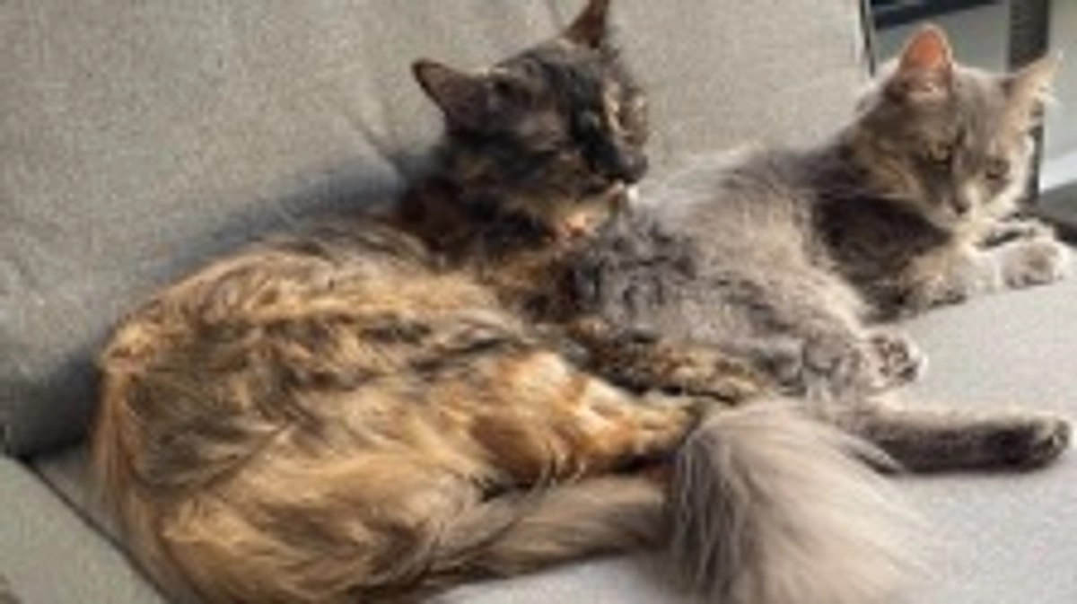 治療費等明細書/目標金額の設定について