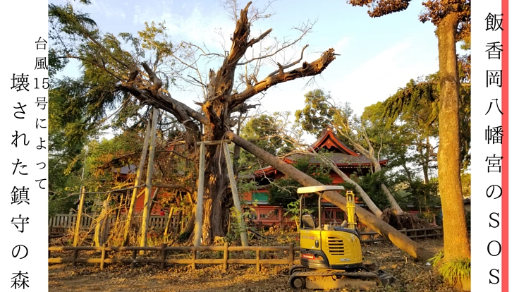 台風15号で被災した「飯香岡八幡宮」の鎮守の森に、救いの手を。