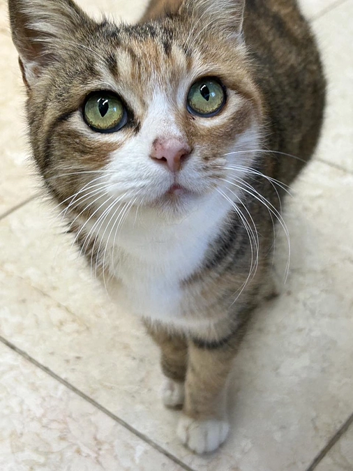 能登半島地震、被災地・珠洲市からやって来た猫たち。part2