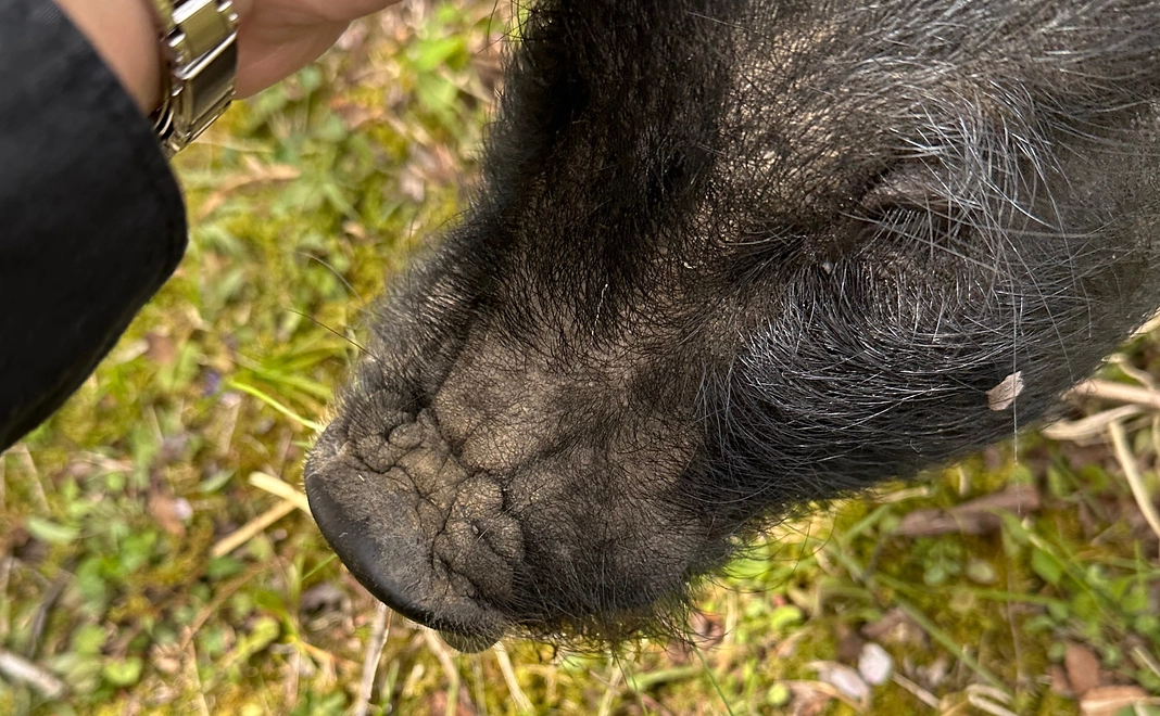 無料で動物に触れ合おう！