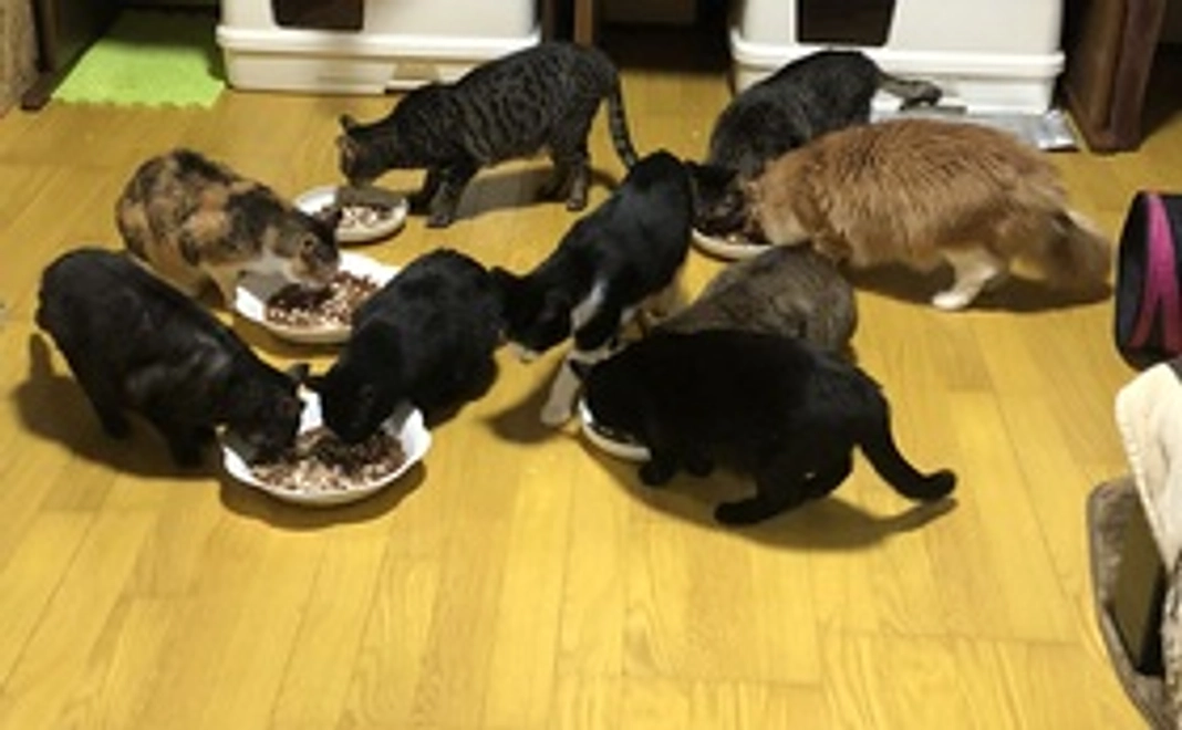 『2000円コース』感謝のメール フードサポーターコース