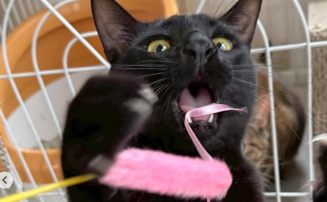 全力応援｜100,000円