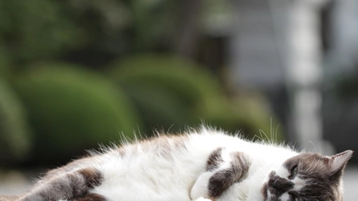 狭くて劣悪な環境に閉じ込められていた14匹の猫たちを救いたい!