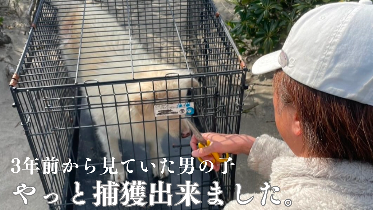 3年前から見ていた野犬の男の子。  やっと捕獲できました。