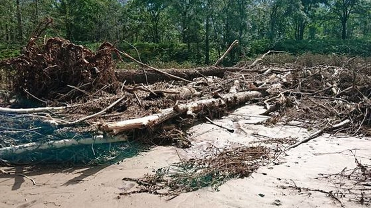 台風10号で土砂に埋もれた北海道有数のハスカップ農園を元の姿へ