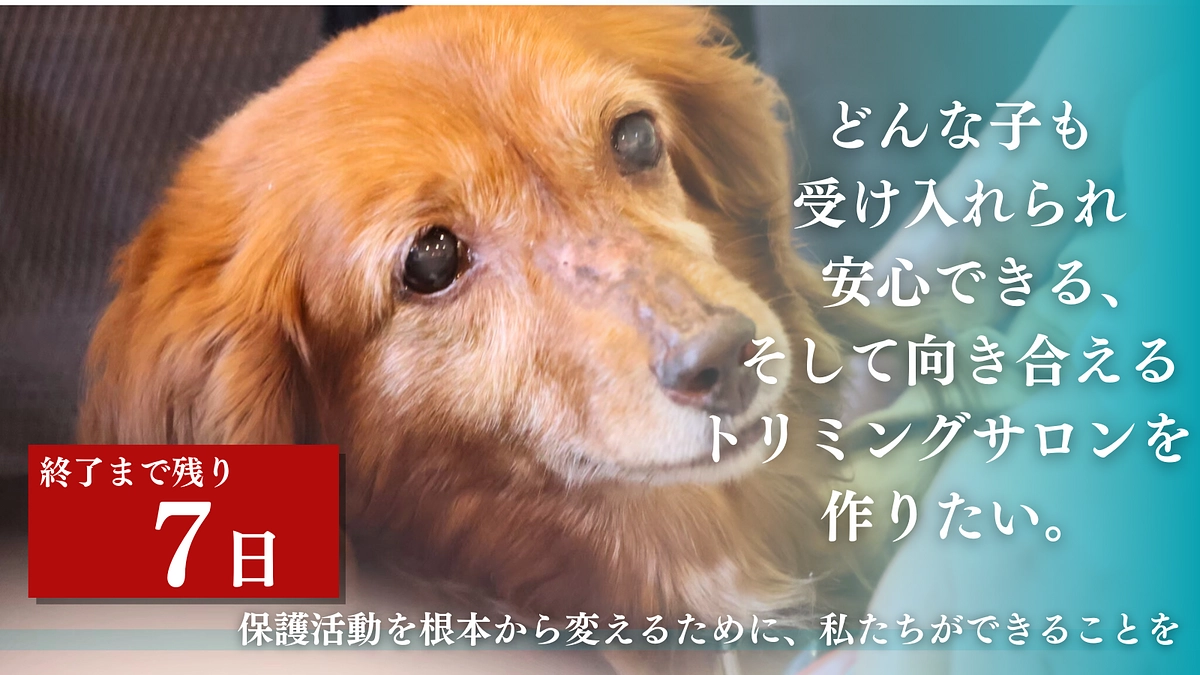 いよいよ、終了まで残り7日となりました！