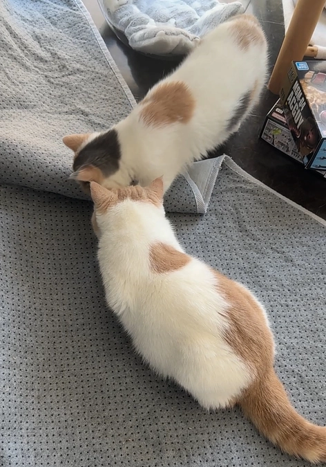 ご飯を食べようとするとくしゃみが出るわさび