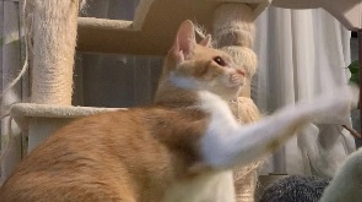 投薬68日目（プロジェクト開始28日目）