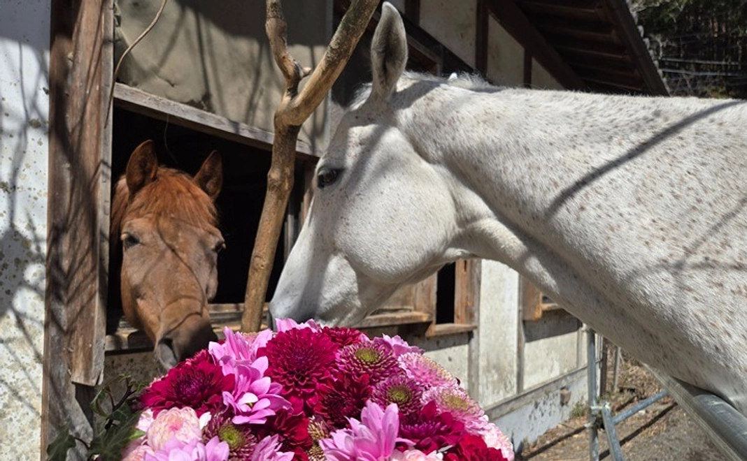 紡ぎっ子サポーター|500円