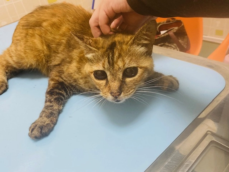 全盲の子を保護しました。