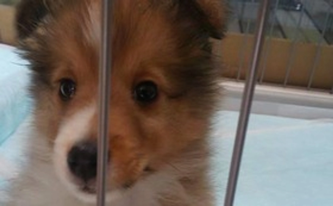 ラッキ－応援　”1”　多発性骨髄腫