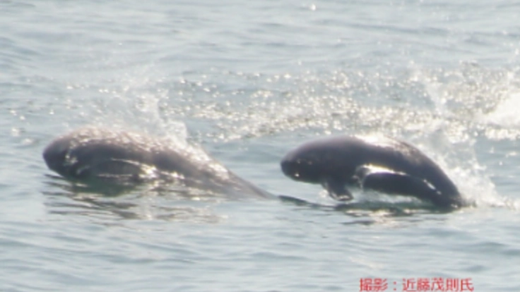 スナメリのドローン映像を子供たちに届けたい！