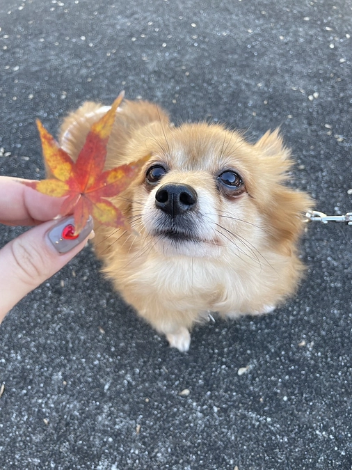 達成いたしました！ありがとうございました！