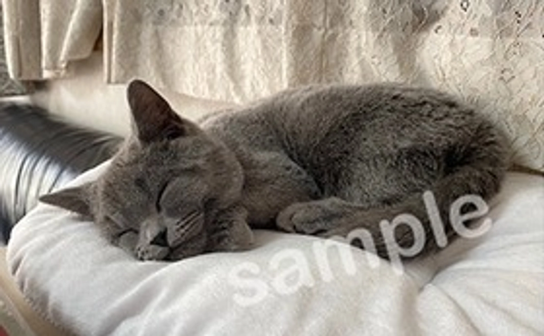 コタロー画像データ3枚