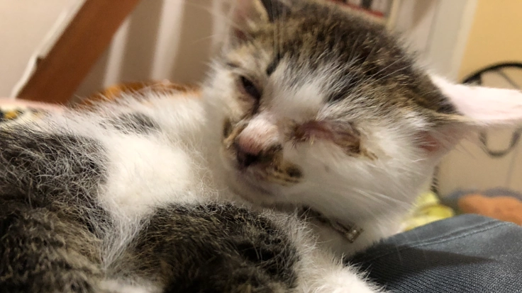 猫シェルター兼譲渡を目的とした保護猫のいるカフェをオープンさせたい