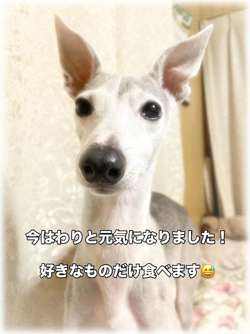 少し回復です🐕♪