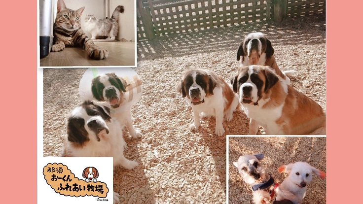 那須おーくんふれあい牧場|コロナ禍を越え、牧場の存続にご支援を!