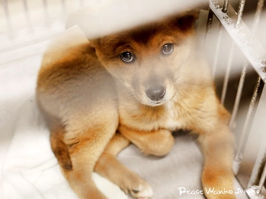 【保護活動】動物愛護センターからの引き出し（3月25日）