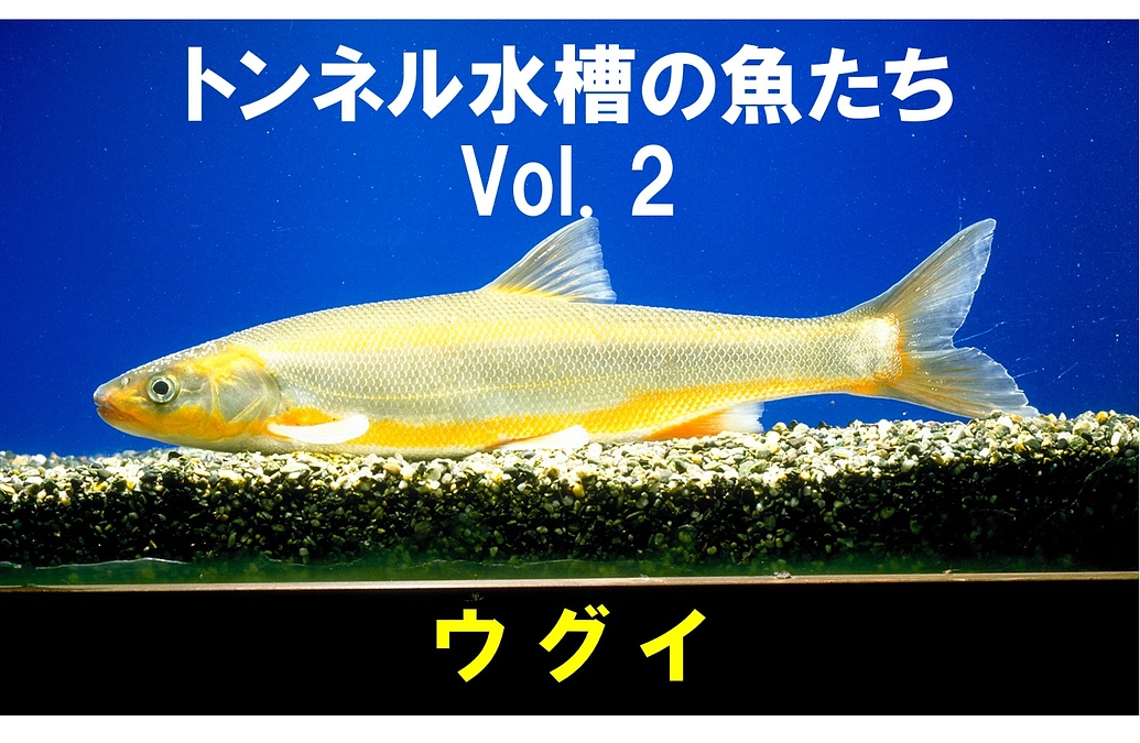 #みんなでつくる新水槽 🐟ウグイ～トンネル水槽の魚たち②～🐟