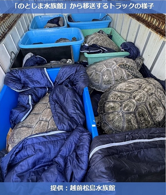 ウミガメたちの近況