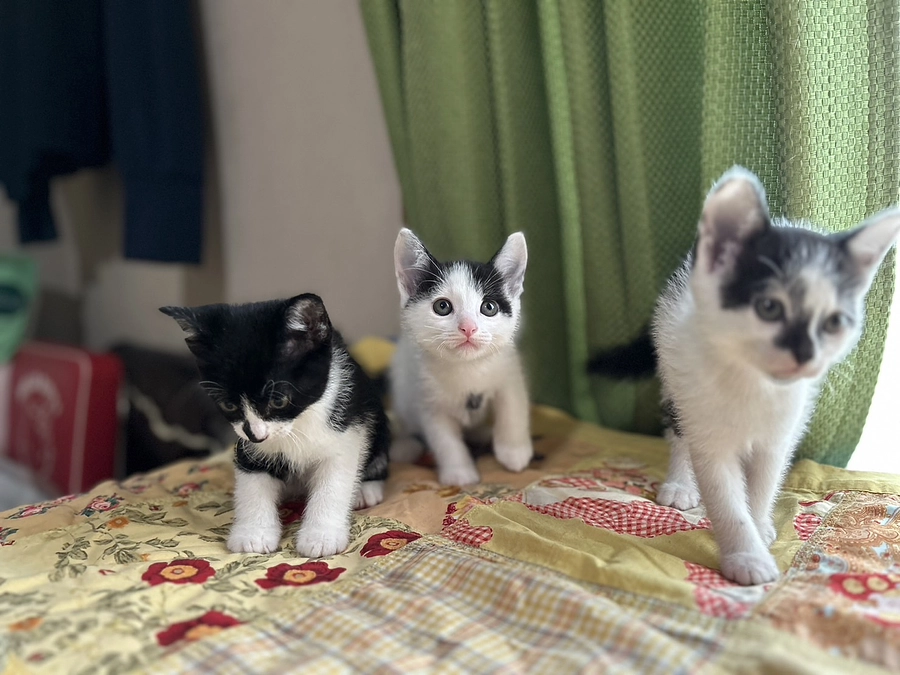 【活動報告】第3回の医療費支援を実施。14頭の猫の医療費支援を行いました。