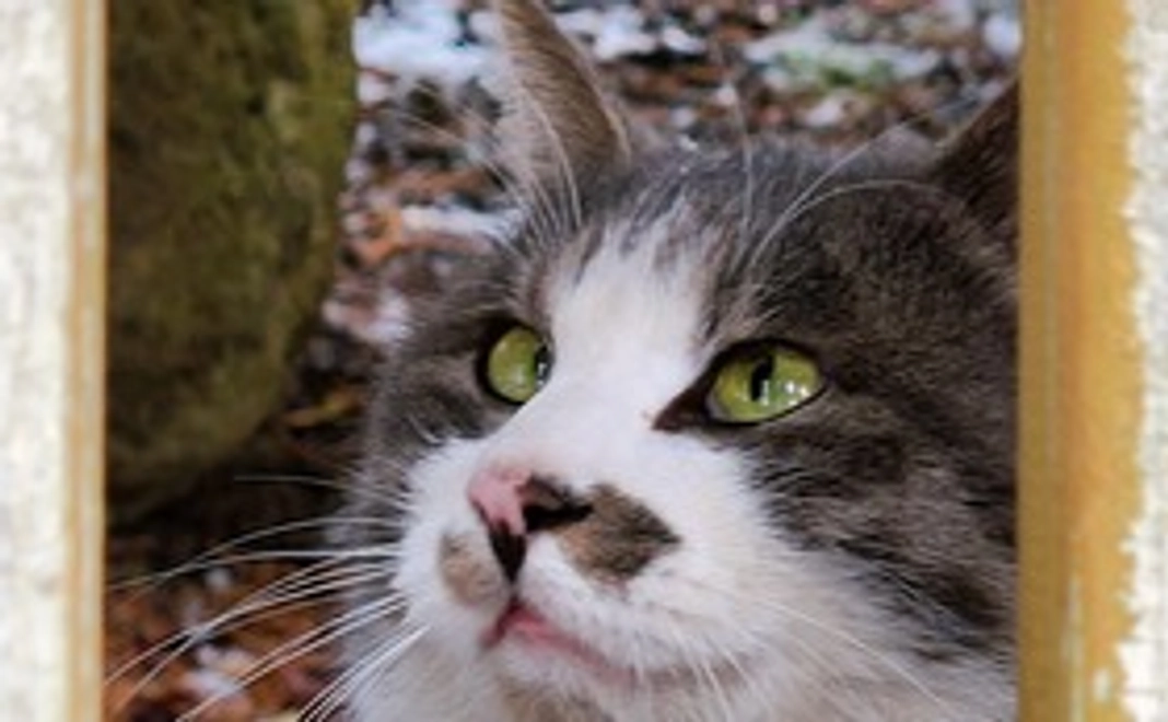 地域猫活動応援3,000円コース