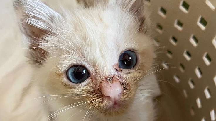 尿路閉塞と戦っているモグちゃんを助けてください。