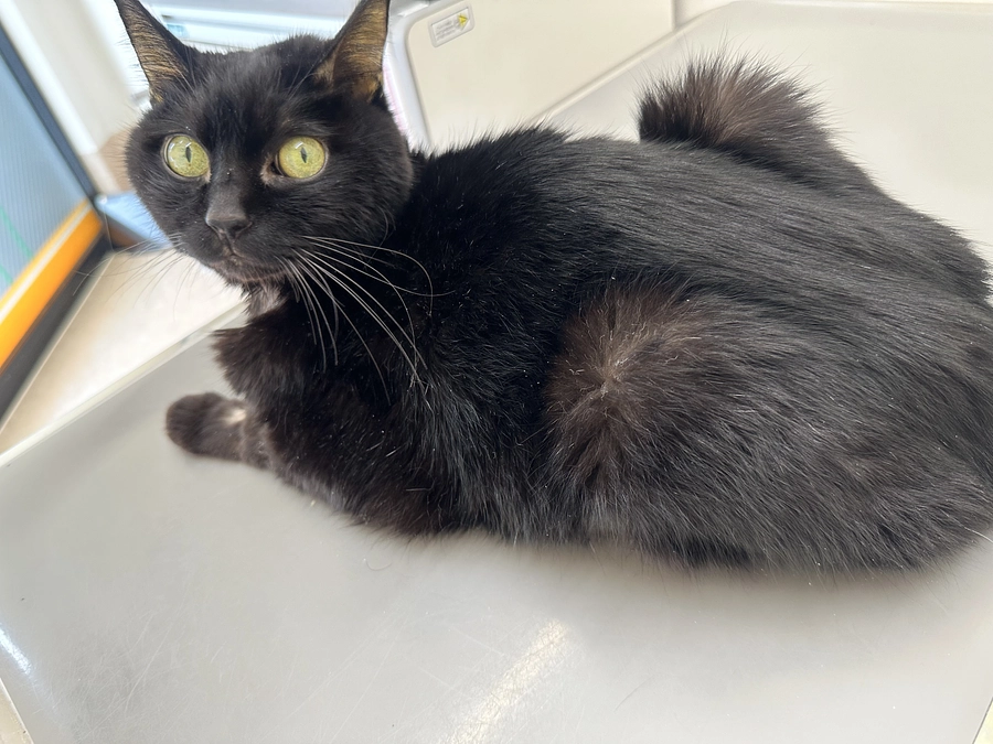 黄疸がまた上がってしまいました。