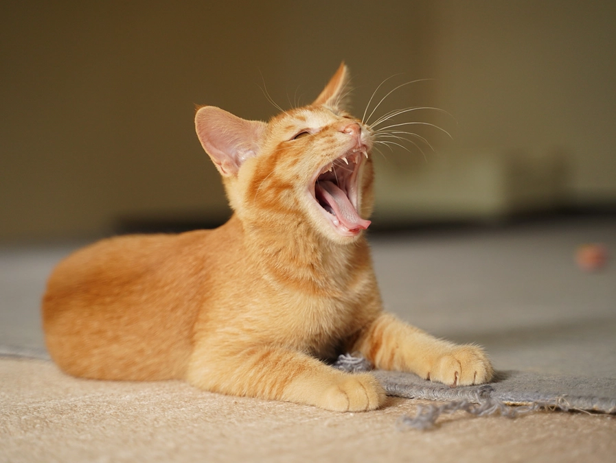 サビの子供達！④