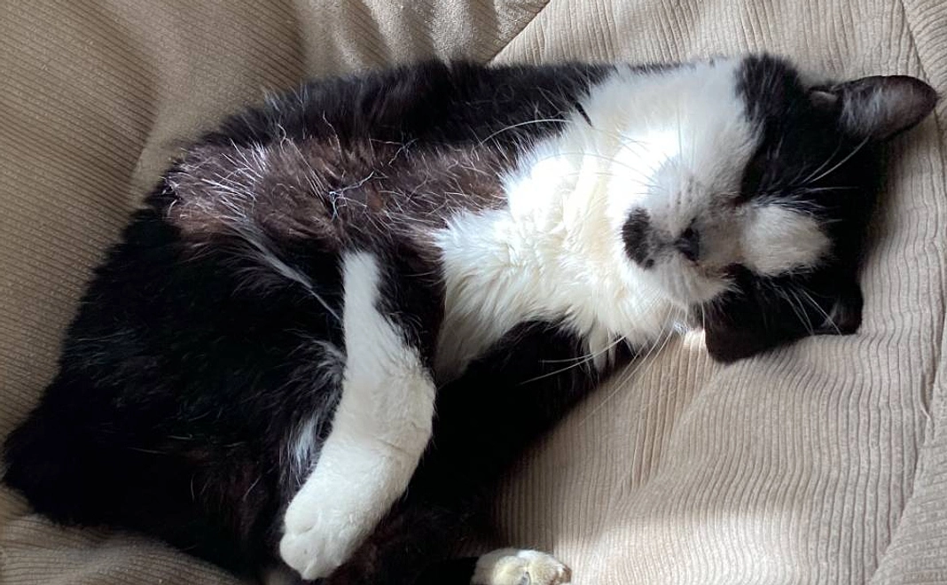 Bがんばれ、くろ！かわいい近況写真と感謝のメール