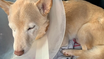 ひき逃げにあった愛犬しろくまくんに、力を貸して下さい！！ のトップ画像