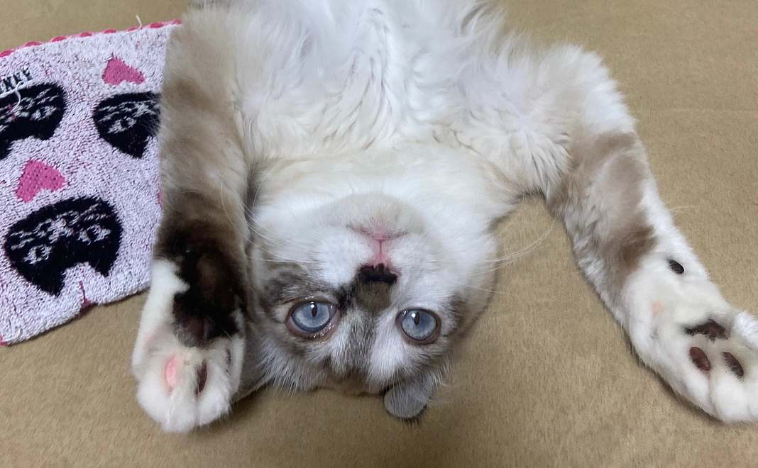 ゴマへのご支援（1,000円）リターン不要