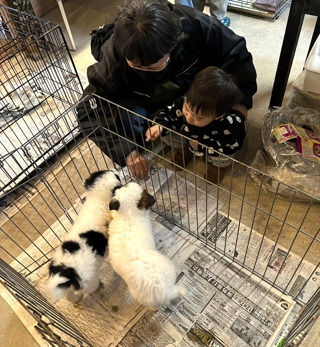 今日(２/２)の譲渡会：猫４匹 犬２匹のトライアル決定！