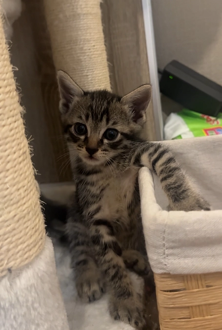 5匹の子猫みんな里親様の元へ✨