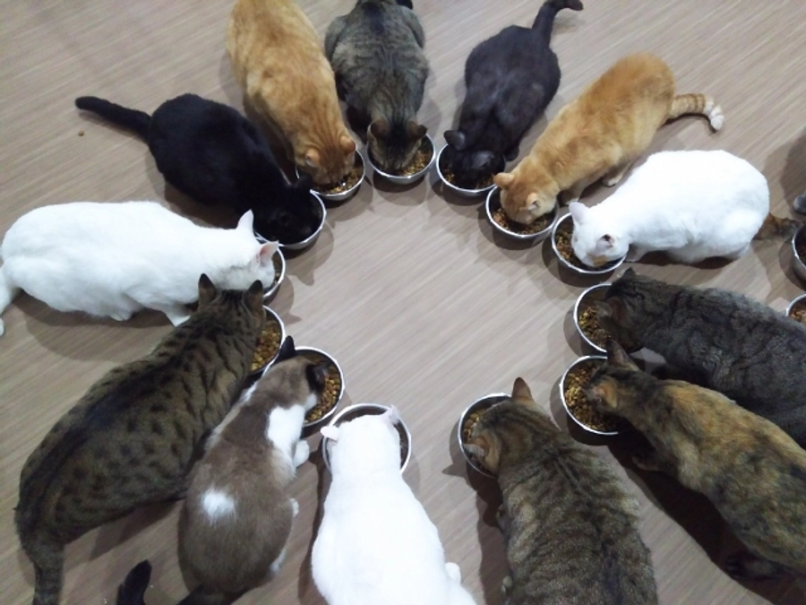 【本日最終日】支援募集は本日23時まで！